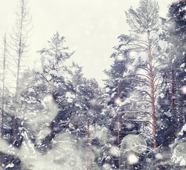 Naklejka premium Winter forest landscape. Tall trees under snow cover. January frosty day in the park.