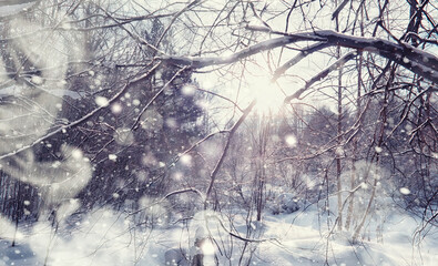 Naklejka premium Winter forest landscape. Tall trees under snow cover. January frosty day in the park.
