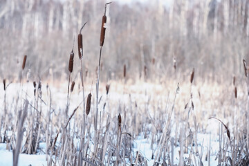 Obraz premium Winter forest. Landscape of the park in winter. Snow-covered trees at the edge.