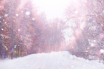 Obraz premium Tall trees under snow cover. January frosty day in winter park.