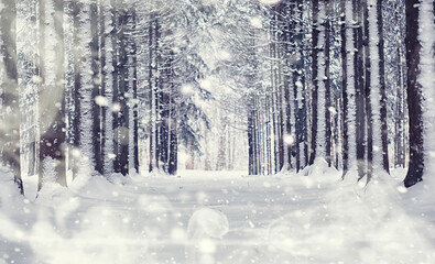 Fototapeta premium Winter forest landscape. Tall trees under snow cover. January frosty day in the park.