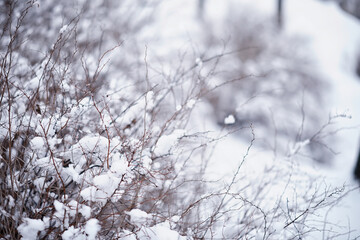 Fototapeta premium Winter forest landscape. Tall trees under snow cover. January frosty day in the park.