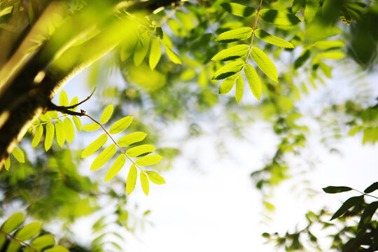 Spring nature background. Greenery of trees and grasses on a sunny spring morning. Forest landscape.
