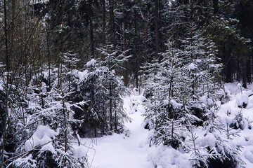 Fototapeta premium The forest is covered with snow. Frost and snowfall in the park. Winter snowy frosty landscape.