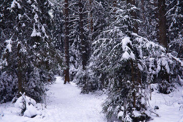 Fototapeta premium The forest is covered with snow. Frost and snowfall in the park. Winter snowy frosty landscape.