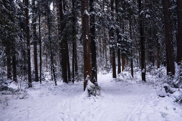 Fototapeta premium The forest is covered with snow. Frost and snowfall in the park. Winter snowy frosty landscape.