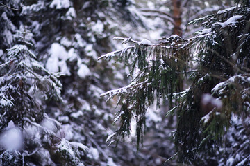 Fototapeta premium The forest is covered with snow. Frost and snowfall in the park. Winter snowy frosty landscape.