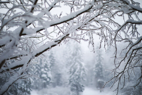 Winter snowy frosty landscape. The forest is covered with snow. Frost and fog in the park.