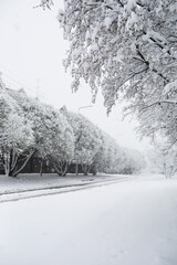 Obraz premium Scenic Snowy Street Lined with Frost-Covered Trees During Winter Storm
