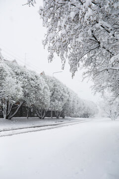 Scenic Snowy Street Lined with Frost-Covered Trees During Winter Storm