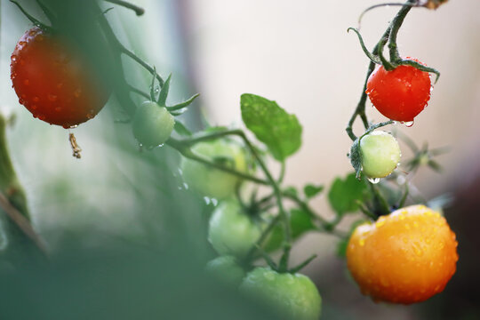 Fresh farm cherry tomatoes on the branches are harvested by the farmer.