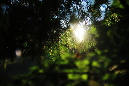 Spring nature background. Greenery of trees and grasses on a sunny spring morning. Forest landscape.