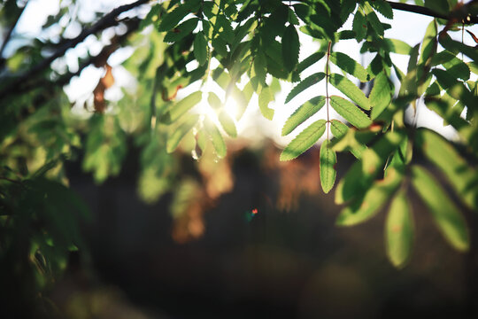 Spring nature background. Forest landscape. Green trees and grass on a spring morning.