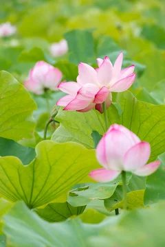 水辺の花」の写真素材 | 28,693件の無料イラスト画像 | Adobe Stock