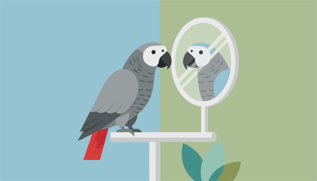Intelligent African grey parrot with bright red tail feathers looking at its own reflection in a round mirror.