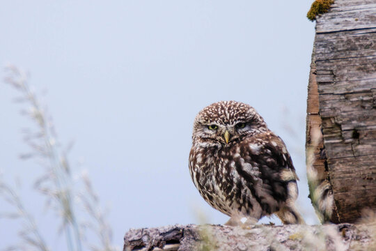 Steinkauz (Athene noctua)