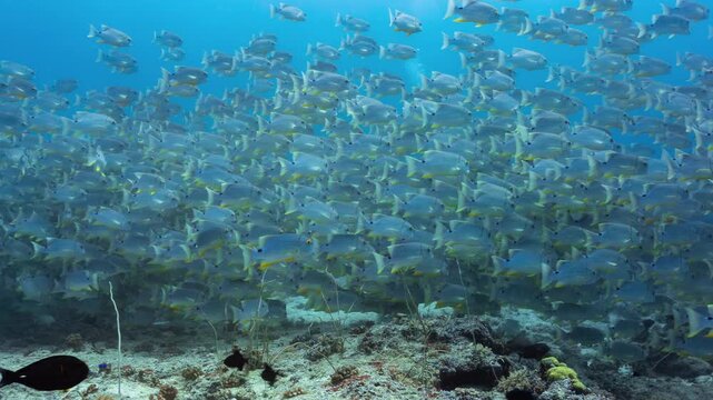 A huge spawning aggregation of Sailfin Snapper swim together over a reef in Peleliu, Palau.