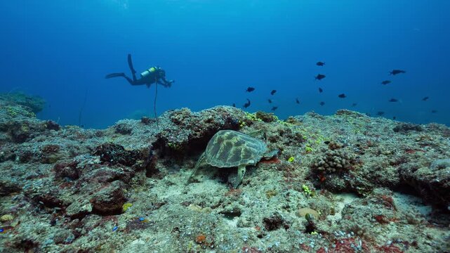Underwater shot of SCUBA diver swimming over a deep reef as a large Green Turtle rests on the reef