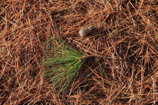 Natural brown background. pine needles background. pine needles cover the ground in a pine park. green on brown background