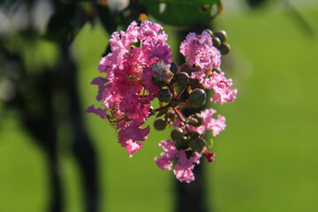 Obraz premium Pink Crepe Myrtle Flowers with Buds on Green Background
