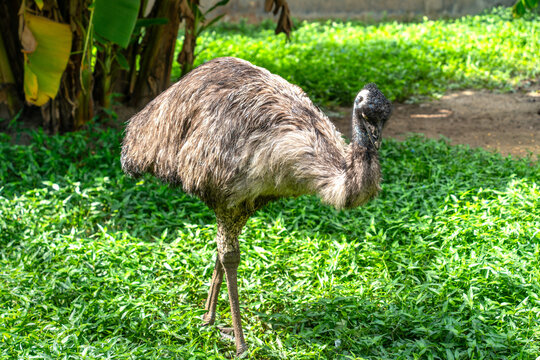 Emu Standing in Tropical Green Garden