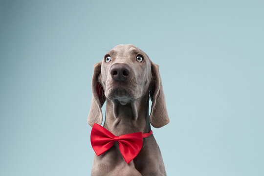 A close-up shows the Weimaraner puppy face under a red bow tie on blue backdrop. Its wide-eyed gaze is full of innocence.