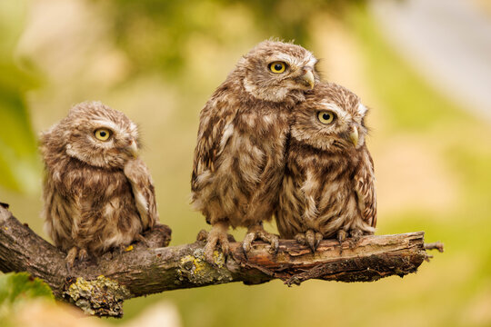 Steinkauz (Athene noctua)