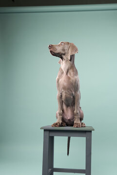 A weimaraner puppy stands on a wooden stool viewed in profile. The pale green background contrasts softly.