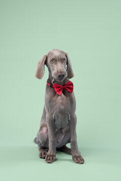 The puppy sits upright wearing a red bow tie on a pastel background. Its posture is elegant and slightly formal.