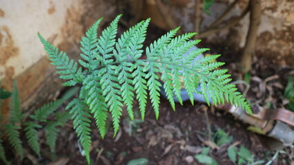 Lush green fern frond growing in natural outdoor environment, showcasing vibrant foliage and fresh plant life © Adipra