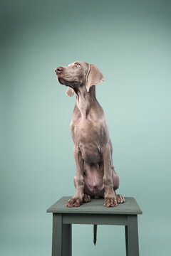 The puppy is perched on a stool and looking to the side. The scene is clean and softly lit.