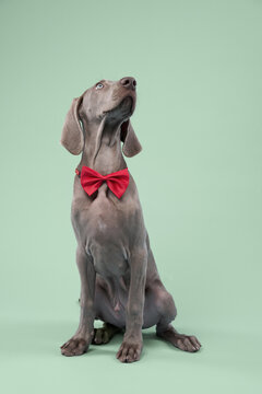 The puppy stands with a red bow tie and looks left. The pale green backdrop keeps the focus on the pet.