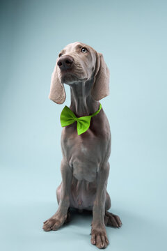 Wearing a green bow tie, the puppy sits calmly on a light blue backdrop. Its body is relaxed and symmetrical.