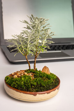 Gray leaves of Chinese wormwood bonsai with moss in the ceramic pot