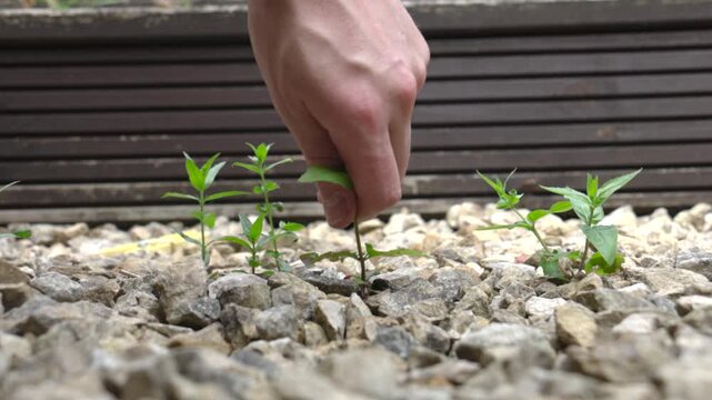 Weed removal in slow motion as a hand pulls a young broadleaf seedling from gravel, roots and soil clumps exposed. Gardening maintenance concept, outdoor home yard care.