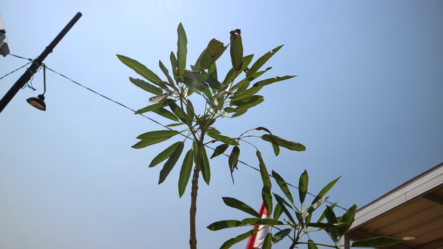 Alstonia scholaris tree leaves growing upwards towards a clear blue sky, capturing natural light and outdoor vitality
