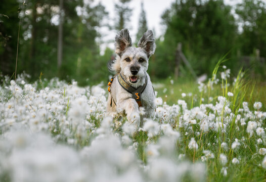 Cute scruffy dog running in a wildflower meadow