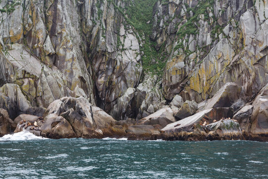 2 Groups of Steller Sea Lions Resting on Coastal Cliffs in