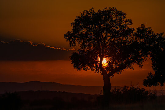 Silhouetted tree with the sun setting behind it