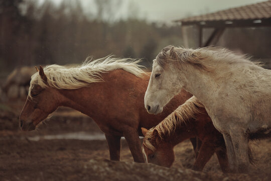group of horses on a rural farm