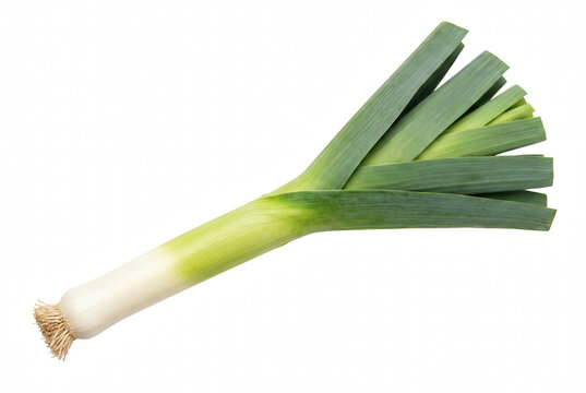 Fresh whole leek vegetable with green leaves and white stalk