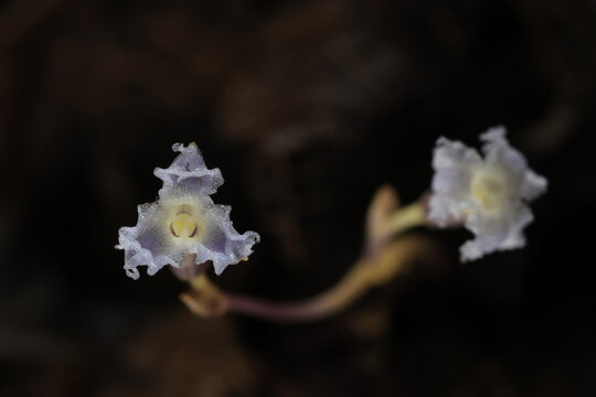 Gymnosiphon is a genus of monocotyledonous flowering plants, Gymnosiphon is entirely myco-heterotrophic genus that does not contain chlorophyll and respectively does not perform photosynthesis.