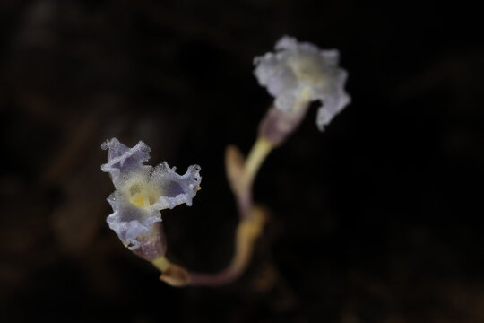Gymnosiphon is a genus of monocotyledonous flowering plants, Gymnosiphon is entirely myco-heterotrophic genus that does not contain chlorophyll and respectively does not perform photosynthesis.