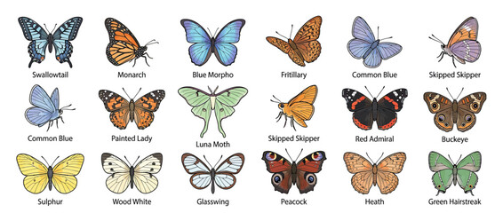 Collection of colorful butterflies and moths isolated on white © Saiful