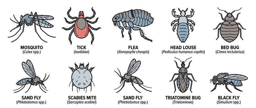 Collection of Common Pests and Insects Isolated