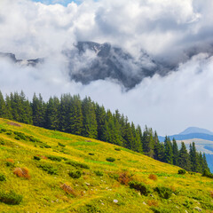green mountain valley with fir forest in dense mist and clouds © Yuriy Kulik