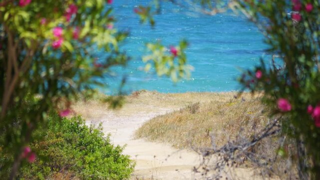 A calm beach scene with a single tree overlooking turquoise waves in 4K slow motion 60fps