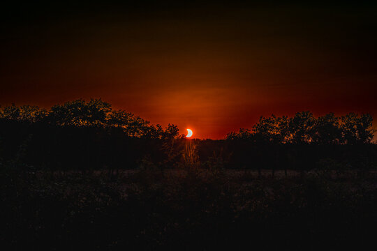 Partial Solar Eclipse at Sunset With Sun Crescent Behind Tree Silhouette in Red Sky