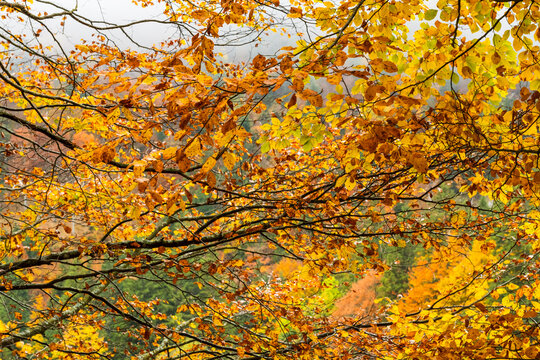 Colorful autumn tree foliage hangs in a dense forest, highlighting a seasonal tourism and nature exploration destination, set near the woods of Predil lake,Julian Alps,Tarvisio,Friuli,Italy.