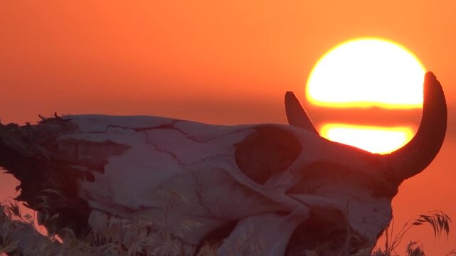 A bull's skull on top of a steppe mound against the rising sun. A symbol of royalty and eternity